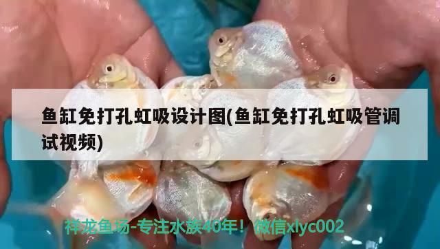 魚缸免打孔虹吸設計圖(魚缸免打孔虹吸管調試視頻)