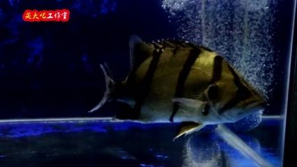 虎魚養幾只不打架：如何讓虎魚養幾只不打架