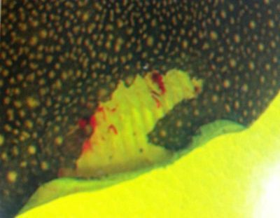 魟魚常見疾病有哪些種類：魟魚常見疾病種類主要包括以下幾個方面就是魟魚常見疾病