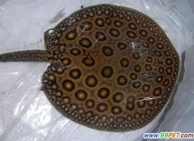 魟魚常見疾病有哪些種類：魟魚常見疾病種類主要包括以下幾個方面就是魟魚常見疾病