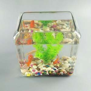 5條金魚需要多大魚缸：養5條金魚至少需要一個13升水的魚缸