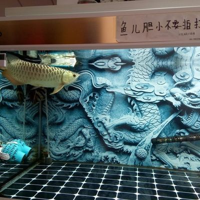 龍魚撞缸后趴缸是什么原因造成的怎么辦vs祥龍魚場：龍魚撞缸后的心理狀態如何預防龍魚趴缸