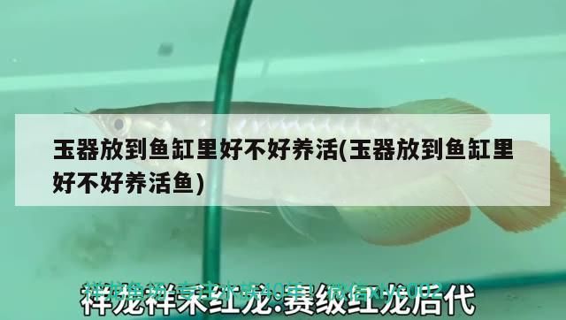 玉器放到魚缸里好不好養活(玉器放到魚缸里好不好養活魚)