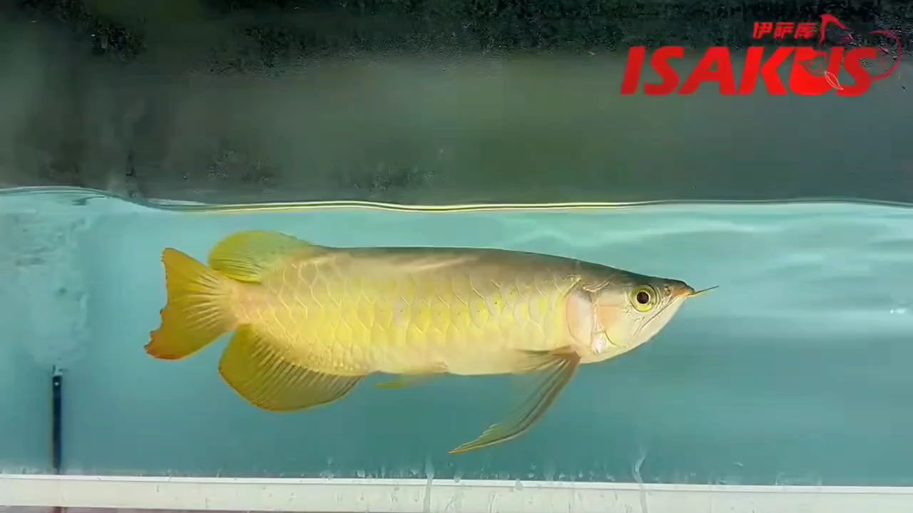 有型有體扇尾表現