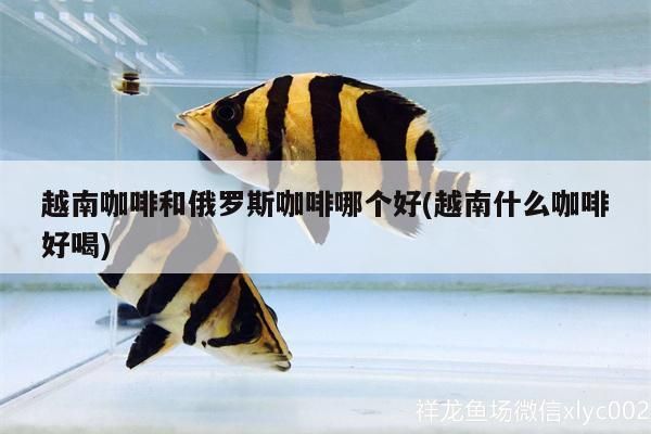 印尼虎魚多少溫度飼養最好:印尼虎魚多少溫度飼養最好印尼虎魚多少溫度飼養最好 越南咖啡和俄羅斯咖啡哪個好(越南什么咖啡好喝) 馬來西亞咖啡 越南咖啡和俄羅斯咖啡哪個好(越南什么咖啡好喝) 越南咖啡和俄羅斯咖啡哪個好(越南什么咖啡好喝) 馬來西亞咖啡