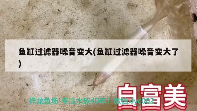 魚缸過濾器噪音變大(魚缸過濾器噪音變大了) 魚缸過濾器噪音變大(魚缸過濾器噪音變大了) 觀賞魚百科