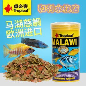 虎魚不吃魚糧咋辦：\"虎魚不吃魚糧咋辦\"虎魚不吃魚糧咋辦