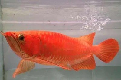 冬天紅龍魚水溫多少合適養(yǎng)魚：冬天養(yǎng)紅龍魚的理想水溫應維持在26-28°c（79-82°f）