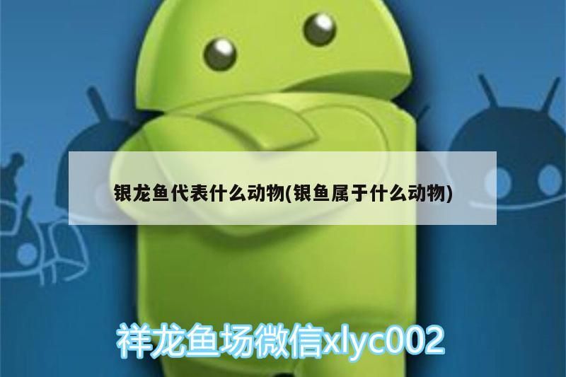 銀龍魚代表什么動物(銀魚屬于什么動物)