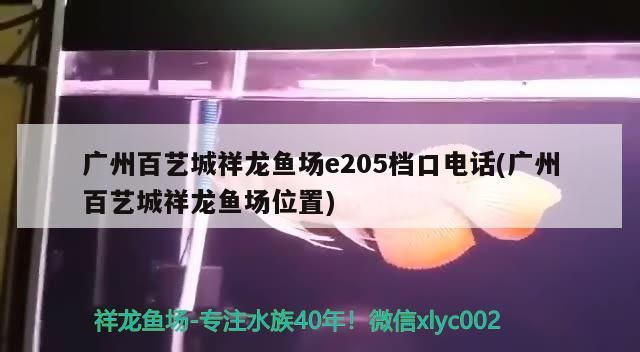 廣州百藝城祥龍魚場e205檔口電話(廣州百藝城祥龍魚場位置) 廣州百藝城祥龍魚場e205檔口電話(廣州百藝城祥龍魚場位置) vs祥龍魚場