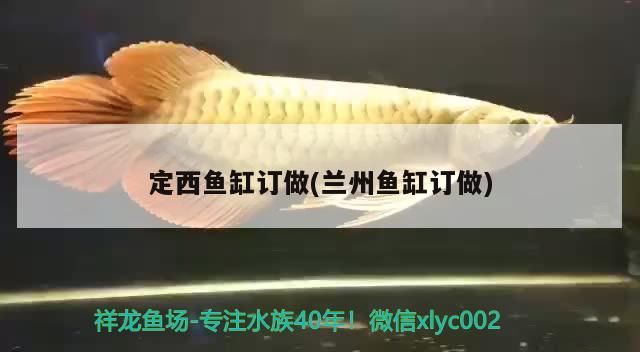 定西魚缸訂做(蘭州魚缸訂做) 定西魚缸訂做(蘭州魚缸訂做) 黃金貓魚百科