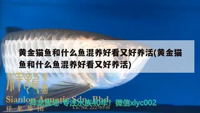 黃金貓魚和什么魚混養好看又好養活(黃金貓魚和什么魚混養好看又好養活)