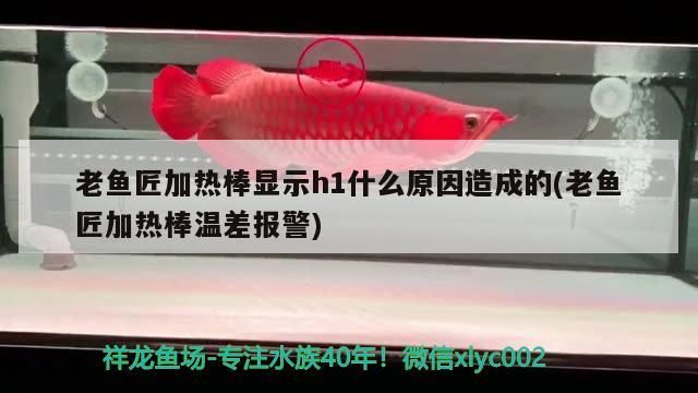 老魚匠加熱棒顯示h1什么原因造成的(老魚匠加熱棒溫差報警)