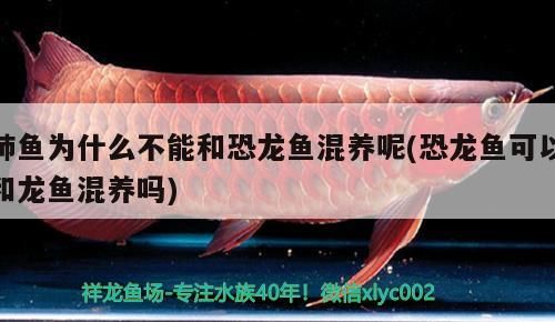 如何制作大型魚缸視頻教程