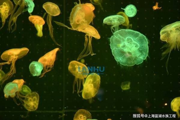 水族館場景：水族館場景素材的獲取途徑，