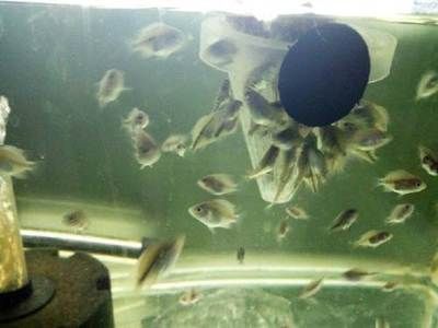 觀賞魚羅漢繁殖技術（羅漢魚的繁殖技術）