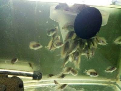 觀賞魚羅漢繁殖技術（羅漢魚的繁殖技術）