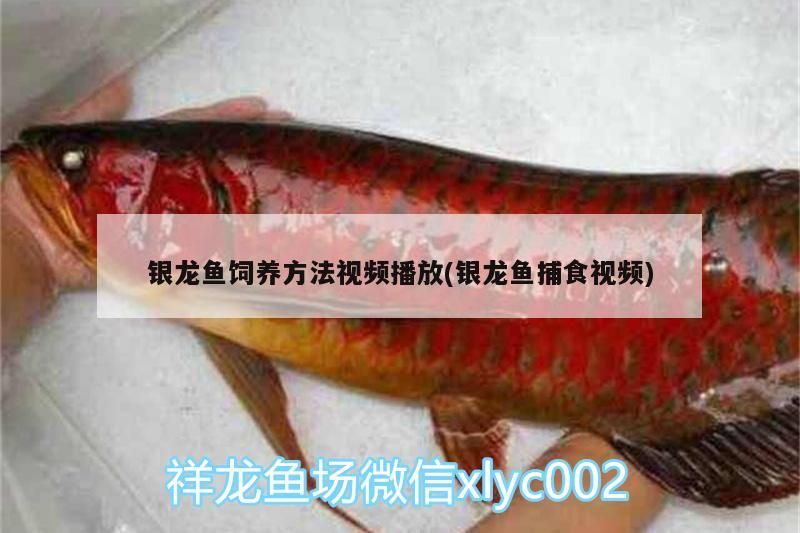 銀龍魚飼養方法視頻播放(銀龍魚捕食視頻)