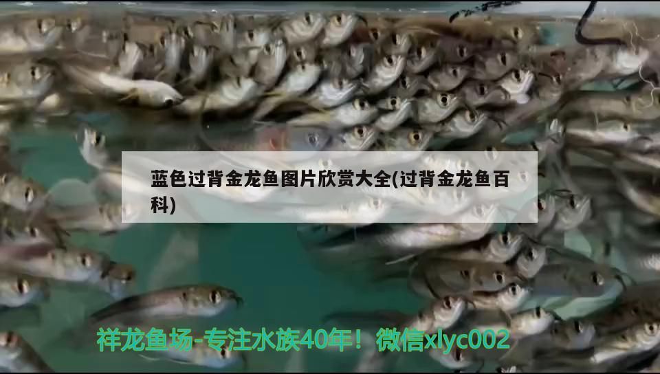 藍色過背金龍魚圖片欣賞大全(過背金龍魚百科)