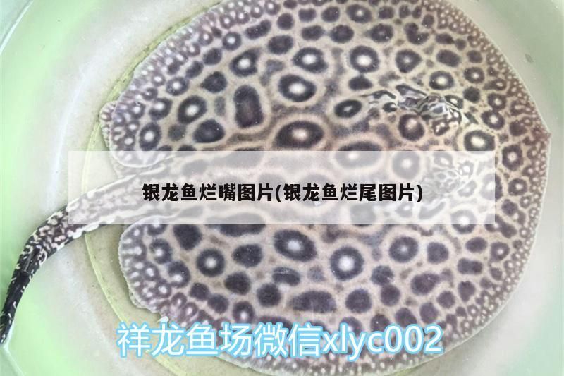銀龍魚爛嘴圖片(銀龍魚爛尾圖片) 銀龍魚爛嘴圖片(銀龍魚爛尾圖片) 銀龍魚百科