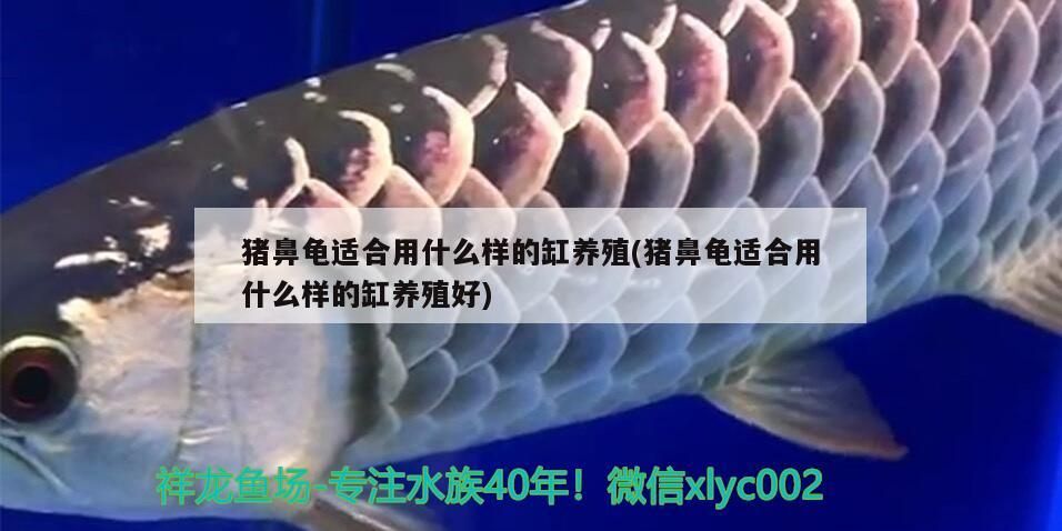 豬鼻龜適合用什么樣的缸養殖(豬鼻龜適合用什么樣的缸養殖好)