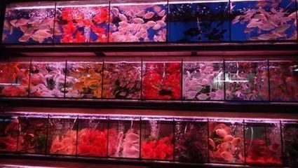 水族館現在行情怎么樣了（水族館市場增長驅動力探究水族館行業市場競爭現狀）
