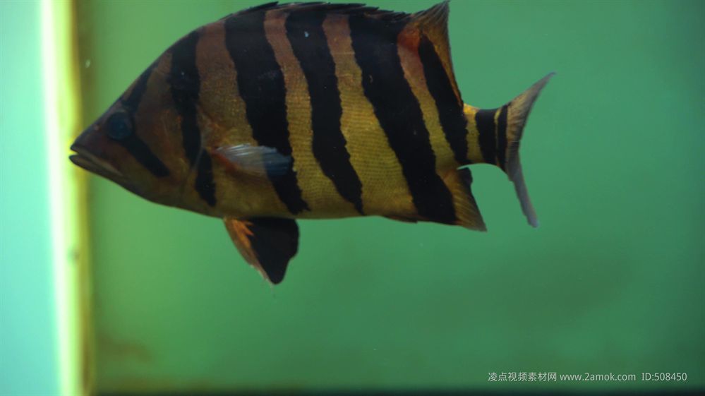 印尼虎魚(yú)視頻：關(guān)于印尼虎魚(yú)的視頻是一些關(guān)于印尼虎魚(yú)的視頻的推薦