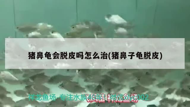 豬鼻龜會脫皮嗎怎么治(豬鼻子龜脫皮) 豬鼻龜百科 第2張 豬鼻龜會脫皮嗎怎么治(豬鼻子龜脫皮) 豬鼻龜會脫皮嗎怎么治(豬鼻子龜脫皮) 豬鼻龜百科 第2張