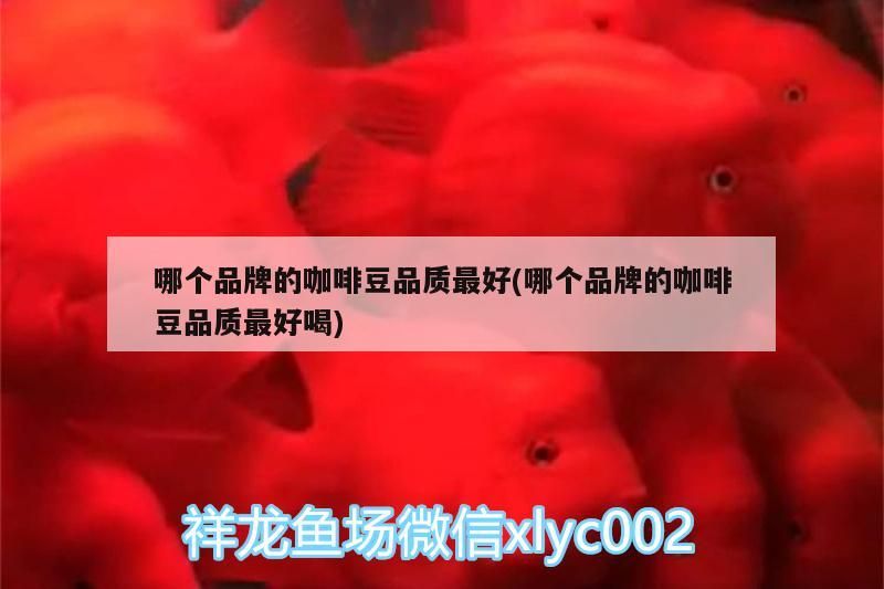 哪個品牌的咖啡豆品質最好(哪個品牌的咖啡豆品質最好喝)