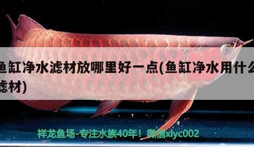 詳細(xì)閱讀:魚(yú)缸凈水濾材放哪里好一點(diǎn)(魚(yú)缸凈水用什么濾材) 魚(yú)缸凈水濾材放哪里好一點(diǎn)(魚(yú)缸凈水用什么濾材)