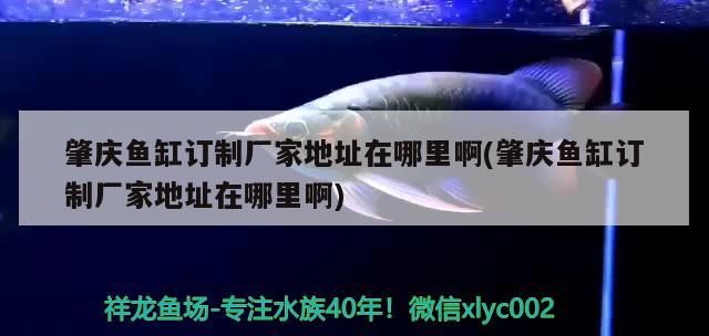 肇慶魚缸訂制廠家地址在哪里啊(肇慶魚缸訂制廠家地址在哪里啊) 肇慶魚缸訂制廠家地址在哪里啊(肇慶魚缸訂制廠家地址在哪里啊) 可麗愛魚缸