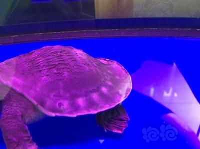 豬鼻龜多大算是長(zhǎng)大了：豬鼻龜多大算成年