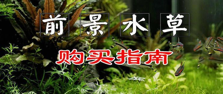 水族館店里買什么花合適呢：水族館水草養護技巧