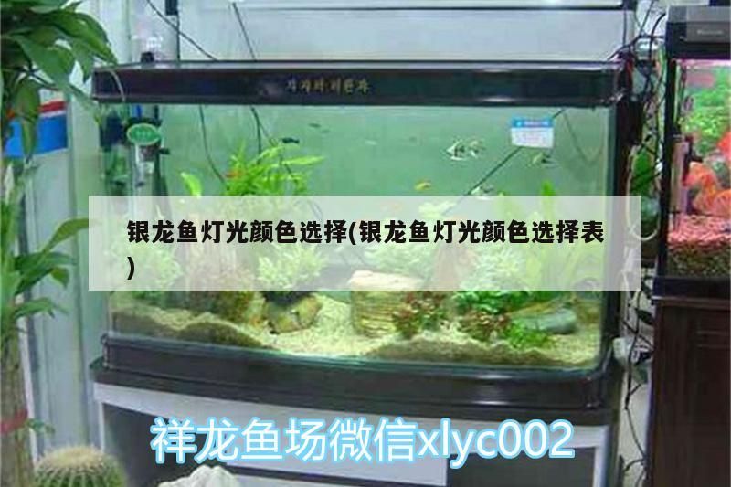 銀龍魚燈光顏色選擇(銀龍魚燈光顏色選擇表) 銀龍魚燈光顏色選擇(銀龍魚燈光顏色選擇表) 銀龍魚百科