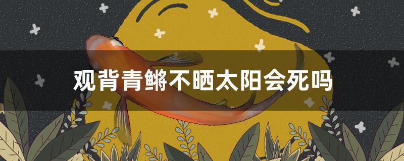 魚缸用增氧泵價格是多少:魚缸增氧機-xtrac增氧機-xtrac增氧機 觀背青鳉不曬太陽會死嗎 元寶鳳凰魚百科 觀背青鳉不曬太陽會死嗎 觀背青鳉不曬太陽會死嗎 元寶鳳凰魚百科