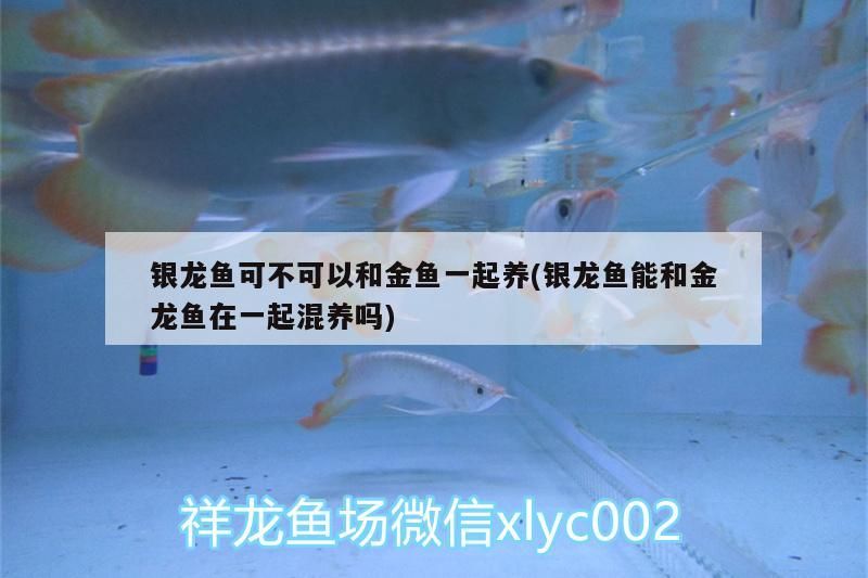 銀龍魚可不可以和金魚一起養(yǎng)(銀龍魚能和金龍魚在一起混養(yǎng)嗎)