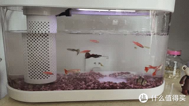 90的魚(yú)缸養(yǎng)什么魚(yú)好看：如何選擇合適的魚(yú)缸？