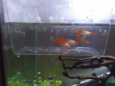 龍魚的飼養方法和注意事項，珍珠龍魚的飼養方法