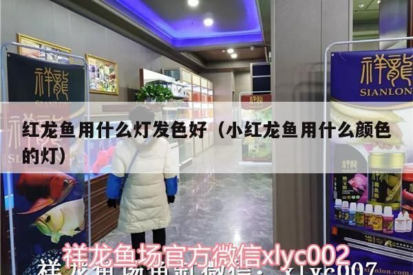 小紅龍魚用什么燈：小紅龍魚燈光選擇小紅龍魚燈光選擇合適的燈光類型