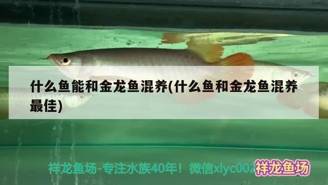 什么魚能和金龍魚混養(什么魚和金龍魚混養最佳)