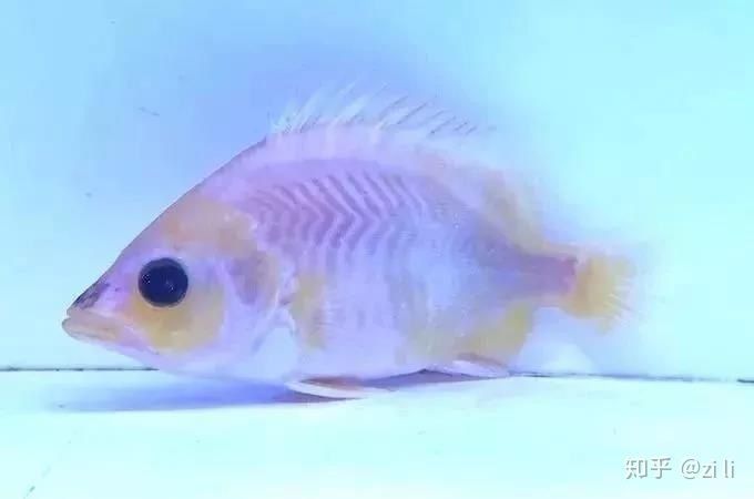 虎魚身上白了一塊是什么：虎魚身上出現白色斑塊是什么原因引起的虎魚身上白了一塊是什么 虎魚身上白了一塊是什么：虎魚身上出現白色斑塊是什么原因引起的虎魚身上白了一塊是什么 虎魚百科 第1張