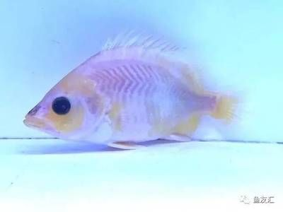 虎魚身上白了一塊是什么：虎魚身上出現白色斑塊是什么原因引起的虎魚身上白了一塊是什么 虎魚身上白了一塊是什么：虎魚身上出現白色斑塊是什么原因引起的虎魚身上白了一塊是什么 虎魚百科 第2張