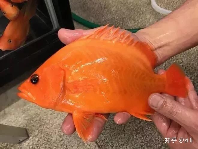 虎魚身上白了一塊是什么：虎魚身上出現白色斑塊是什么原因引起的虎魚身上白了一塊是什么 虎魚身上白了一塊是什么：虎魚身上出現白色斑塊是什么原因引起的虎魚身上白了一塊是什么 虎魚百科 第3張