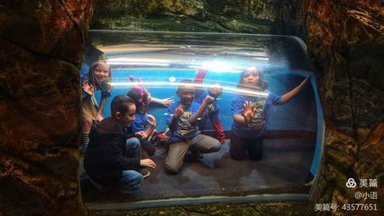 在水族館可以干什么活：在水族館工作是一種怎樣的體驗？