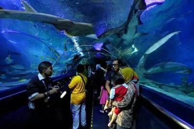在水族館可以干什么活：在水族館工作是一種怎樣的體驗？