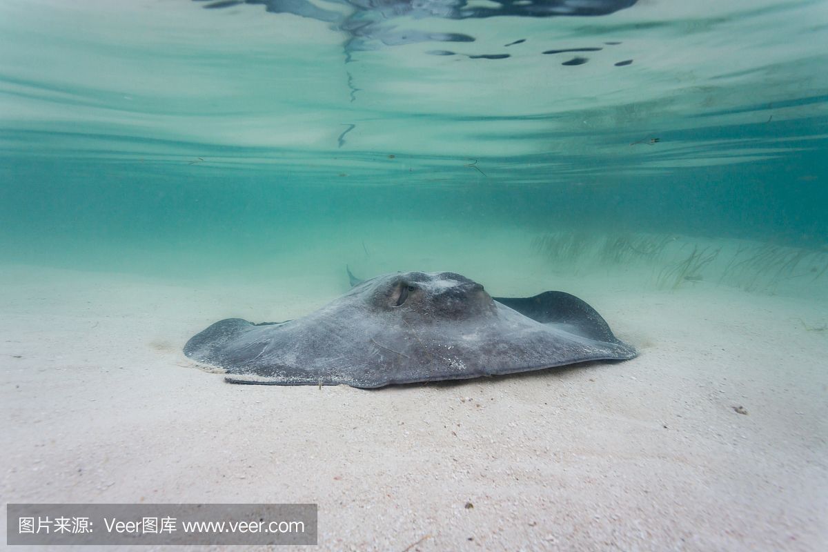 魟魚死亡身上大量粘液是什么病：魟魚死亡身上大量粘液是什么病[需手動(dòng)填充]魚死亡身上大量粘液是什么病