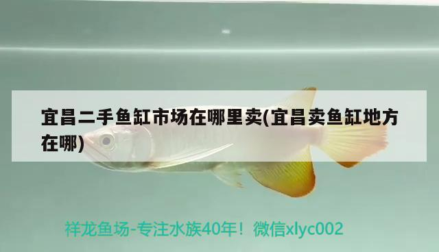 宜昌二手魚缸市場在哪里賣(宜昌賣魚缸地方在哪)
