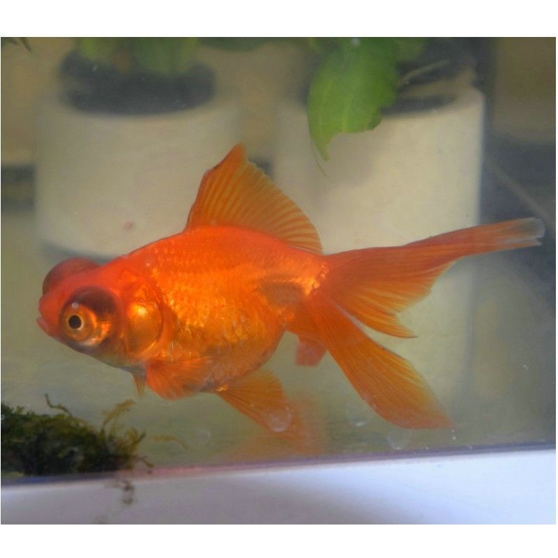 北方野生觀賞魚（北方原生觀賞魚的養殖技巧北方原生觀賞魚的養殖技巧） 北方野生觀賞魚（北方原生觀賞魚的養殖技巧北方原生觀賞魚的養殖技巧） 馬印水族 第3張