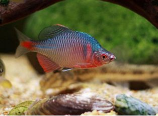 北方野生觀賞魚（北方原生觀賞魚的養殖技巧北方原生觀賞魚的養殖技巧） 北方野生觀賞魚（北方原生觀賞魚的養殖技巧北方原生觀賞魚的養殖技巧） 馬印水族 第4張