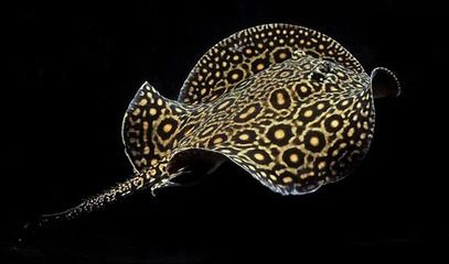 魟魚大小排名：世界上最大的淡水魟魚 魟魚大小排名：世界上最大的淡水魟魚 魟魚百科 第3張
